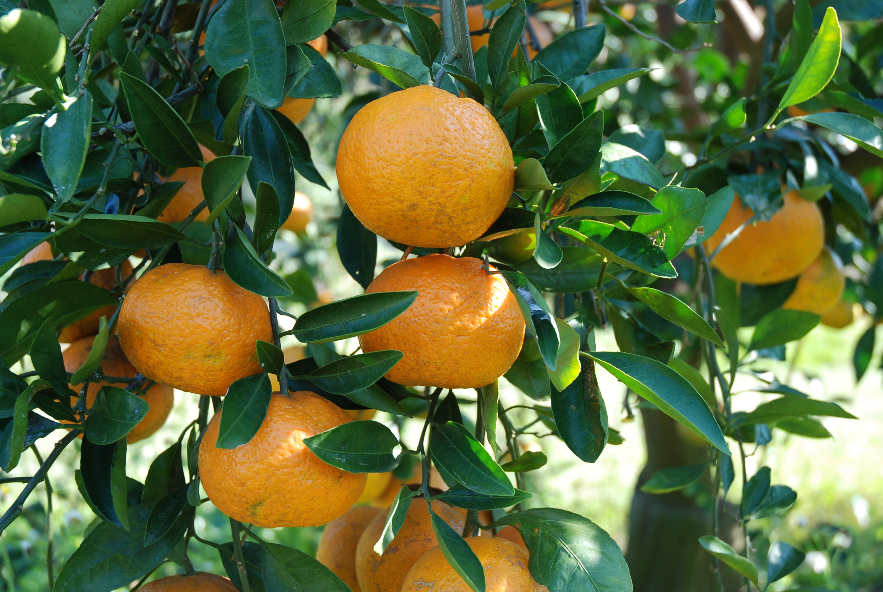 Despite citrus canker the citrus crop looks good