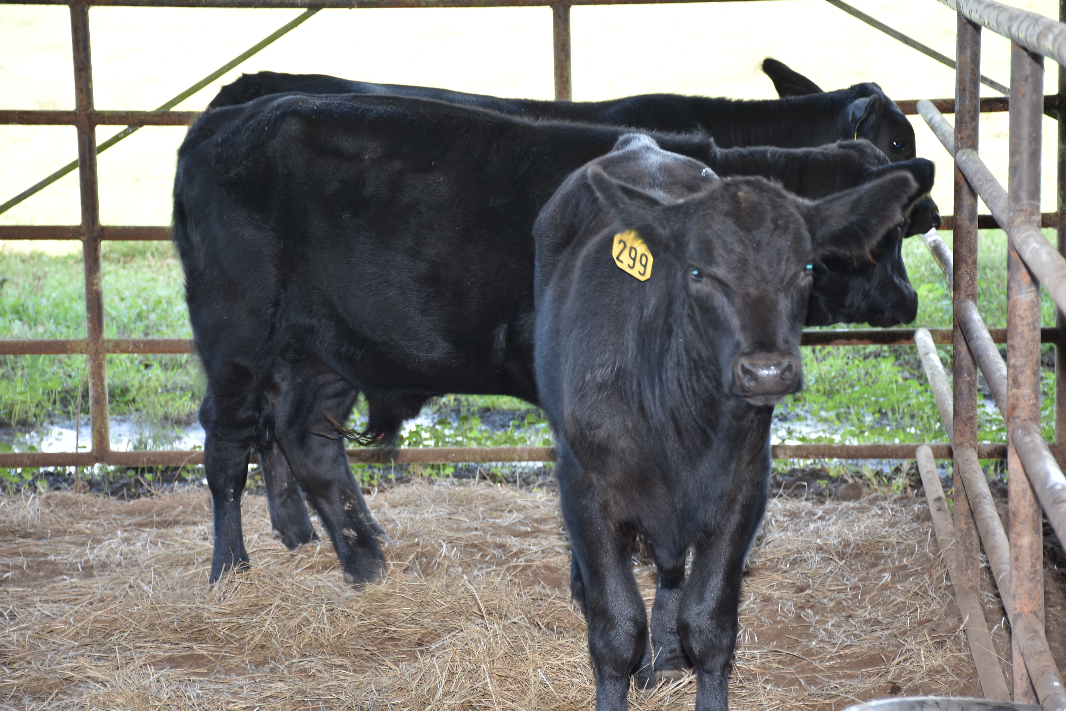 Improved pastures, production practices headline beef field day