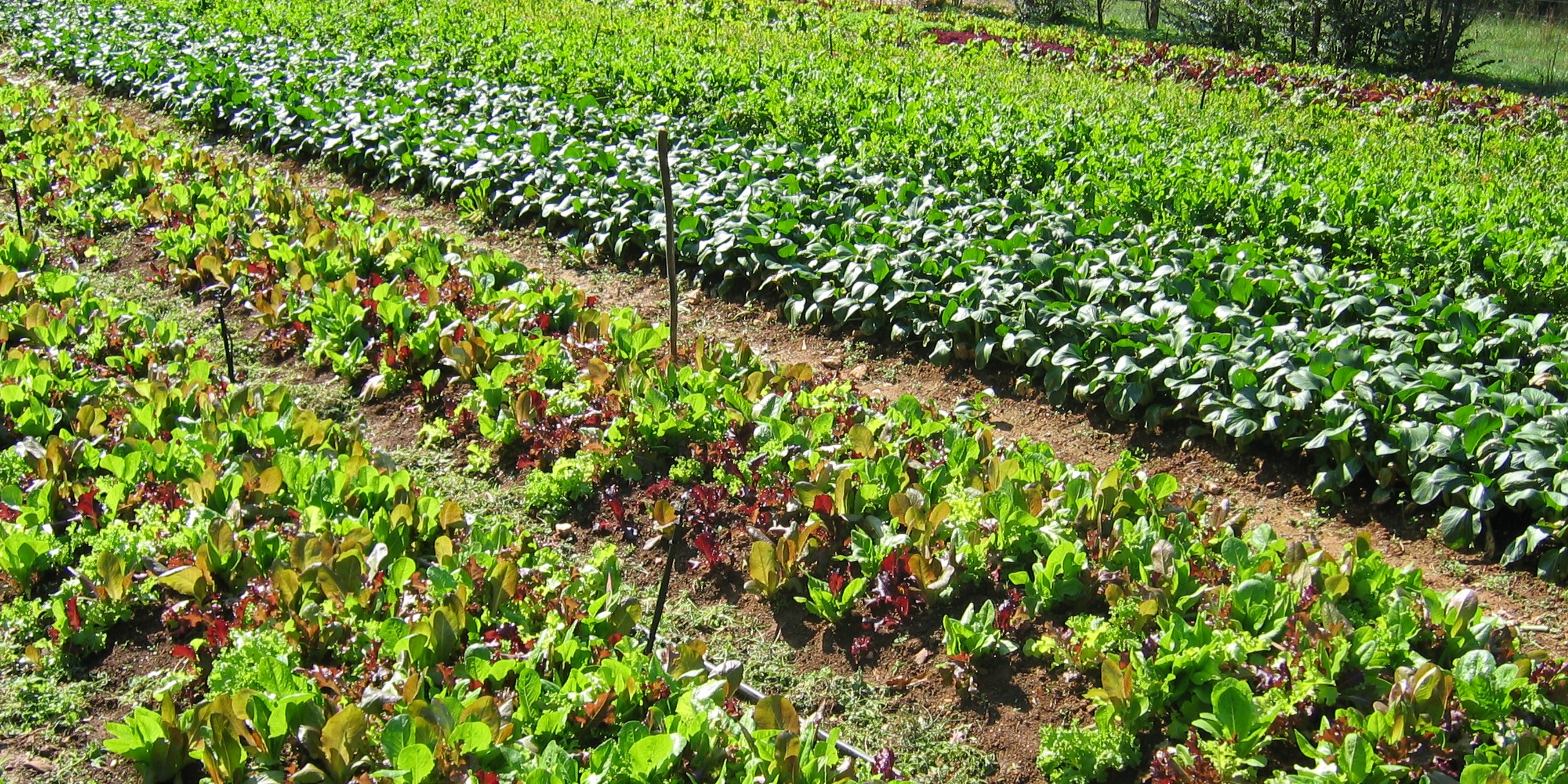 Organic Gardening, Part 1: What is it?
