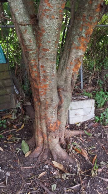 Loquat Tree