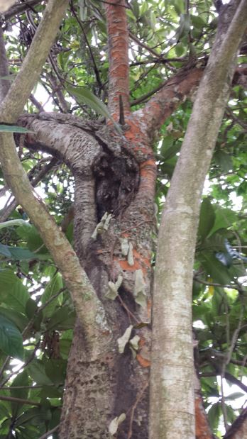 Picture of loquat tree