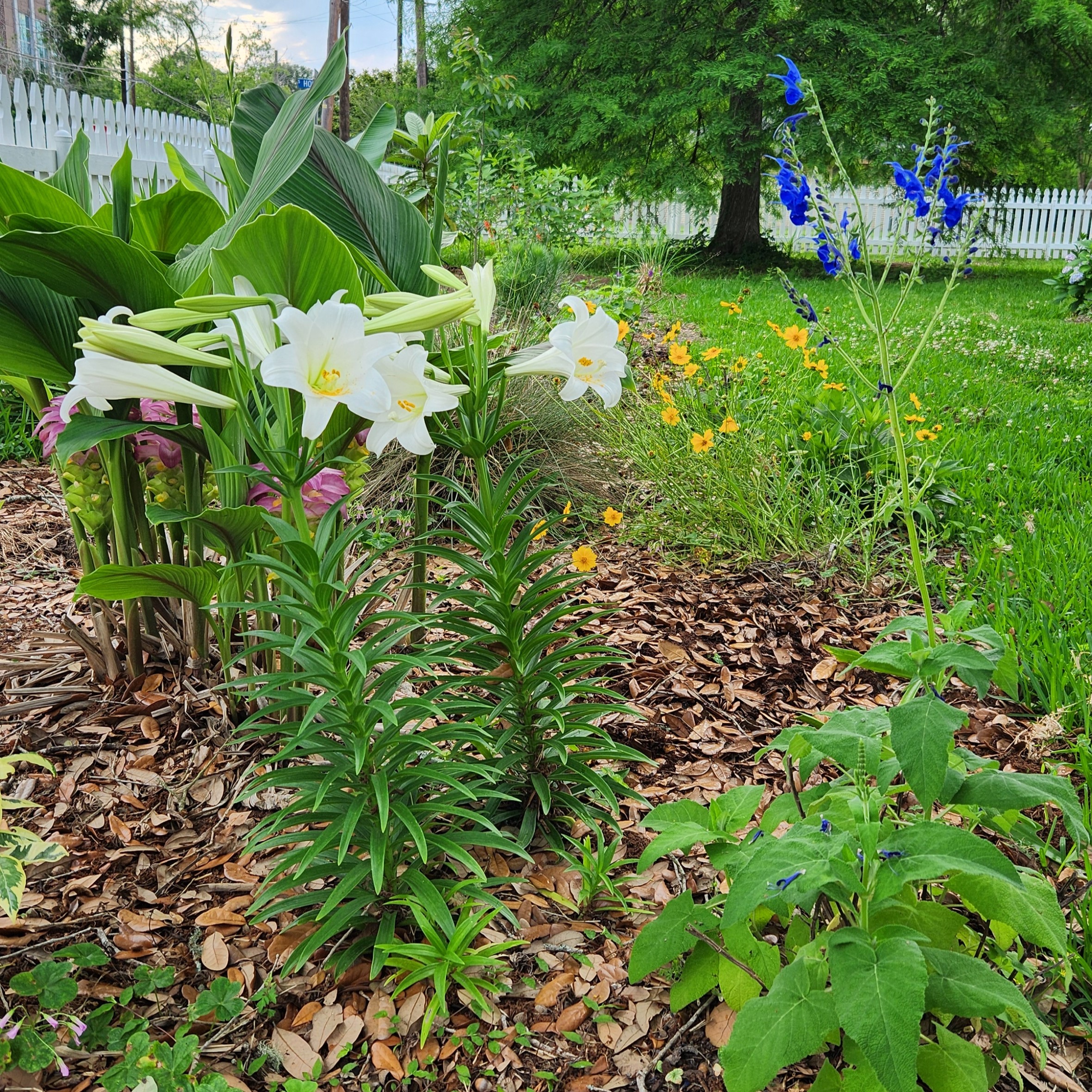 There are Legions of Lilies
