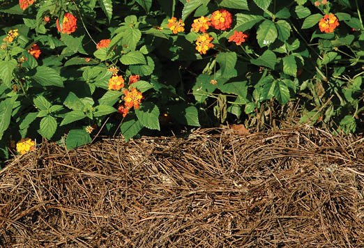 Low ornamental blushes with green leaves and small orange and yellow blossoms, surrounded by light brown pine straw mulch.