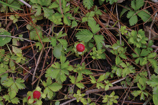 The plant is surrounded by loose pine straw. The leaves are grouped in small leaflets and there is a red mature fruit on the mock strawberry.