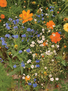 A collection of different flowers with different flower sizes and colors. The focus is on a grouping a small blue flowers on the left side of the picture. 