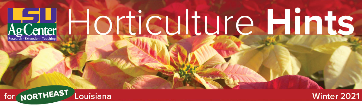 LSU AgCenter Horticulture Hints for Northeast Louisiana Winter 2021 header.