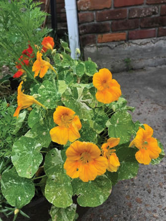 A plant that has rounded leaves speckled green and white. The flowers are taller than the plant and are a bright orange color. The plant is on the edge of a flower bed and is spilling over the side.