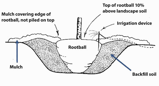 A black and white diagram showing the root ball of a tree being placed in a hole. The diagram shows the proper planting depth of the root ball. Mulch should only cover the edge of the root ball. Top 10% of root ball should be left above ground.