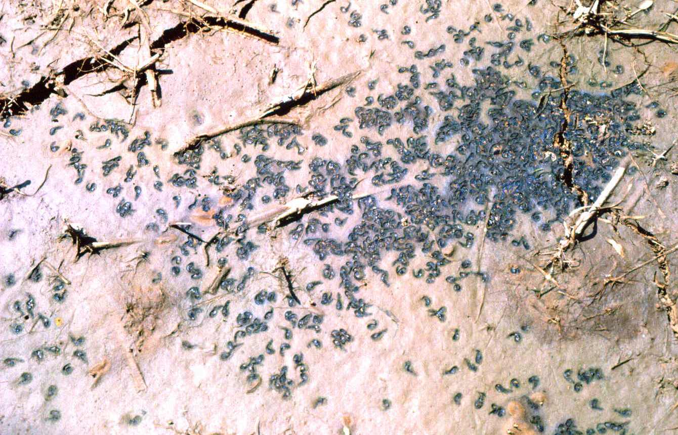 Wet Areas Around Rice Seeds Infected With Water Molds