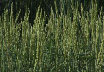 Excessive rain could spell trouble for rice farmers