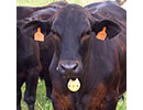 ryegrassjpg