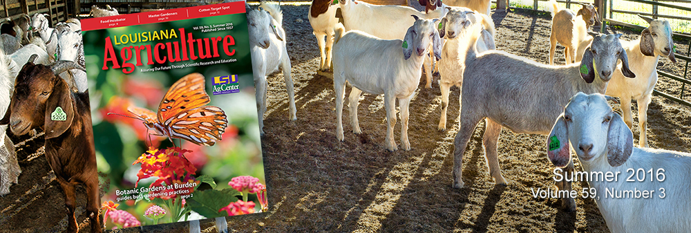 Louisiana Agriculture Magazine Summer 2016