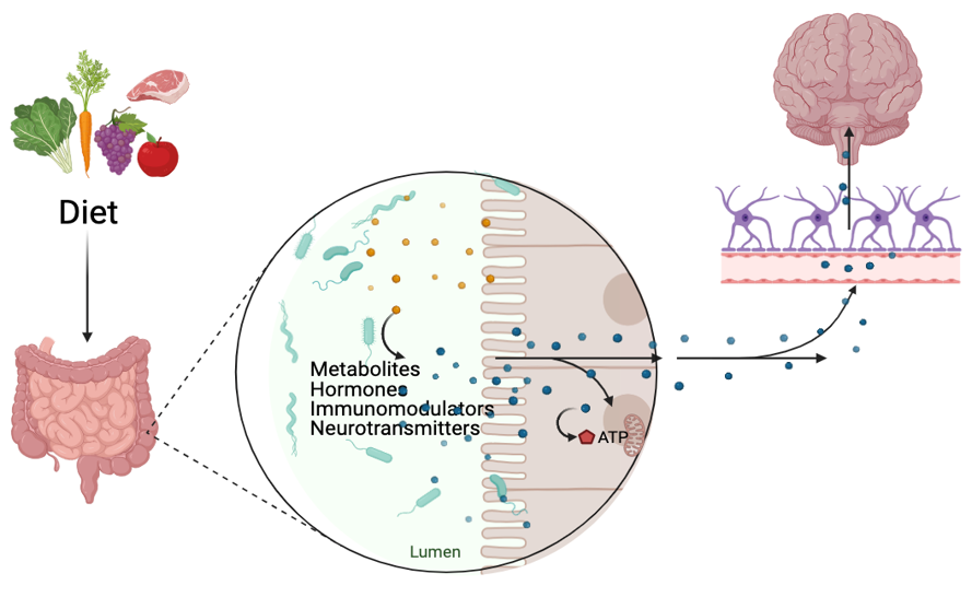 Diet and microbiota and brain connection. Metabolites, hormones, immnunomodulators, and neurotransmitters produced by gut microbes travel to the brain