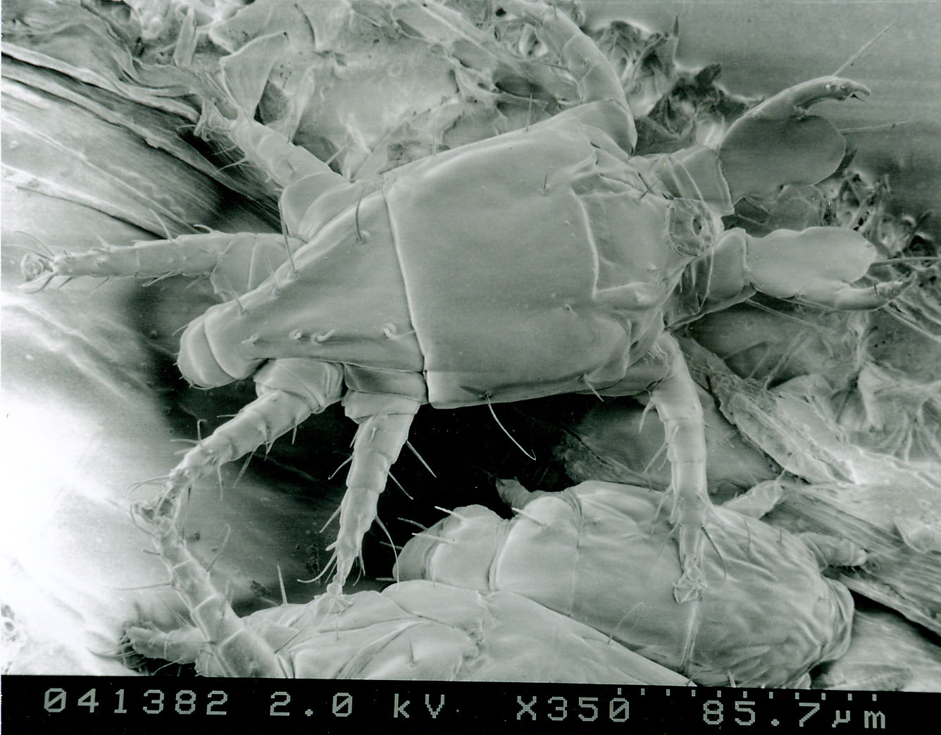 Panicle Rice Mite - Adult