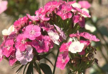 Louisiana Super Plants perform well in landscapes