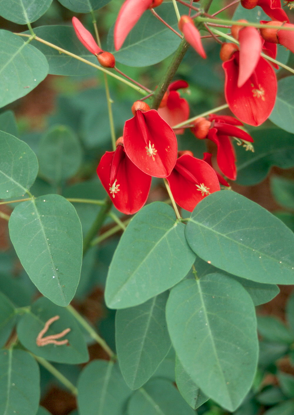 Garden for hummingbirds