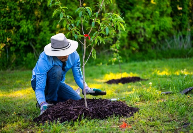 Man, a young planting tree. 