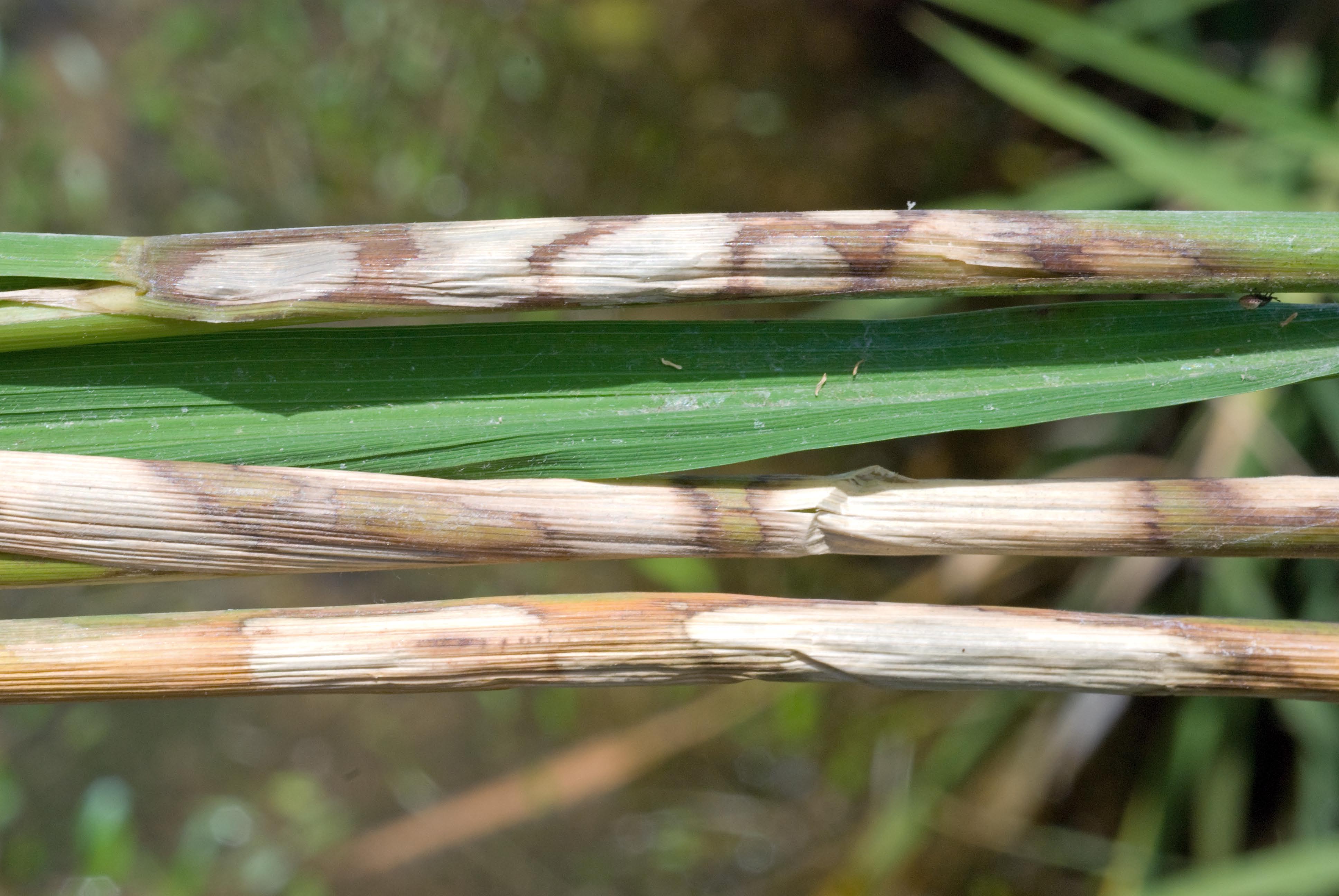 Older Dried Sheath Blight Lesions