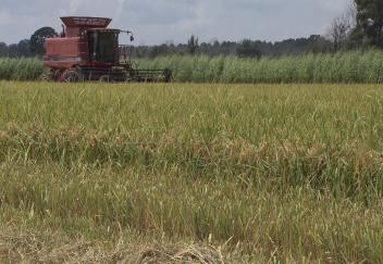 Rain causes rice crop delays