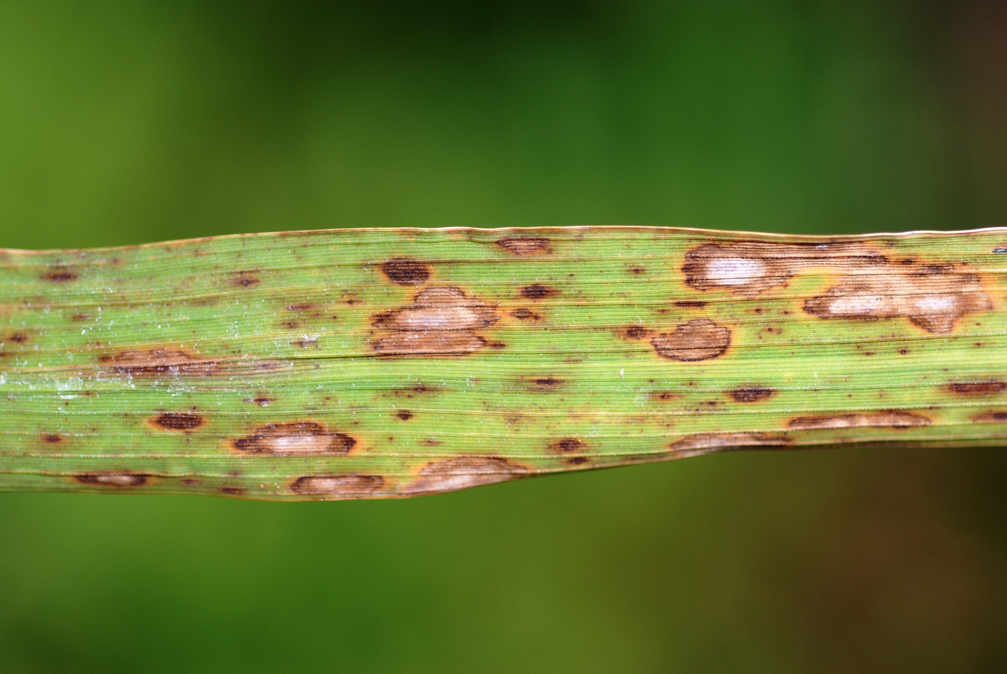 Severe Leaf Symptoms 2