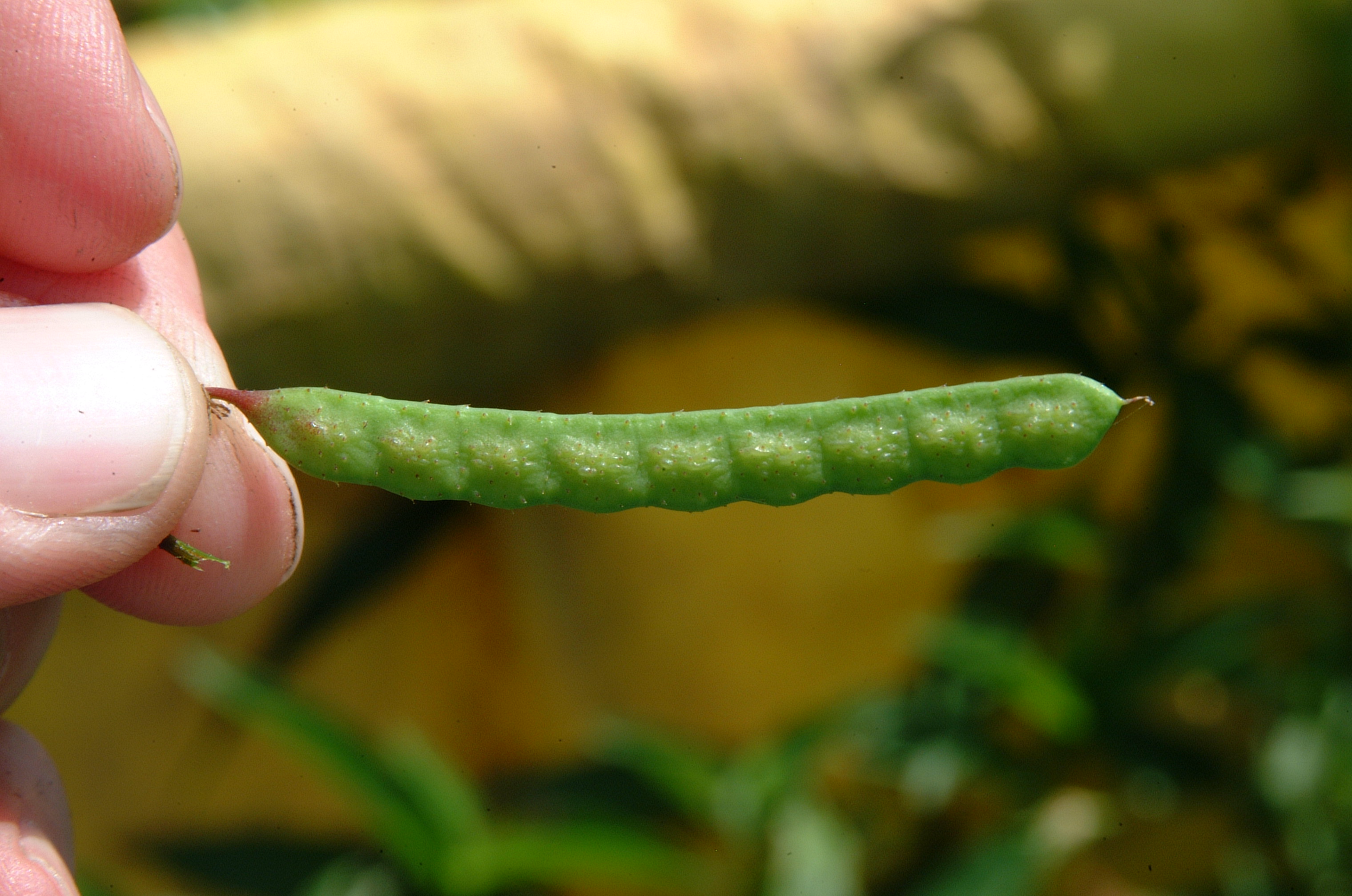 Fruit of jointvetch