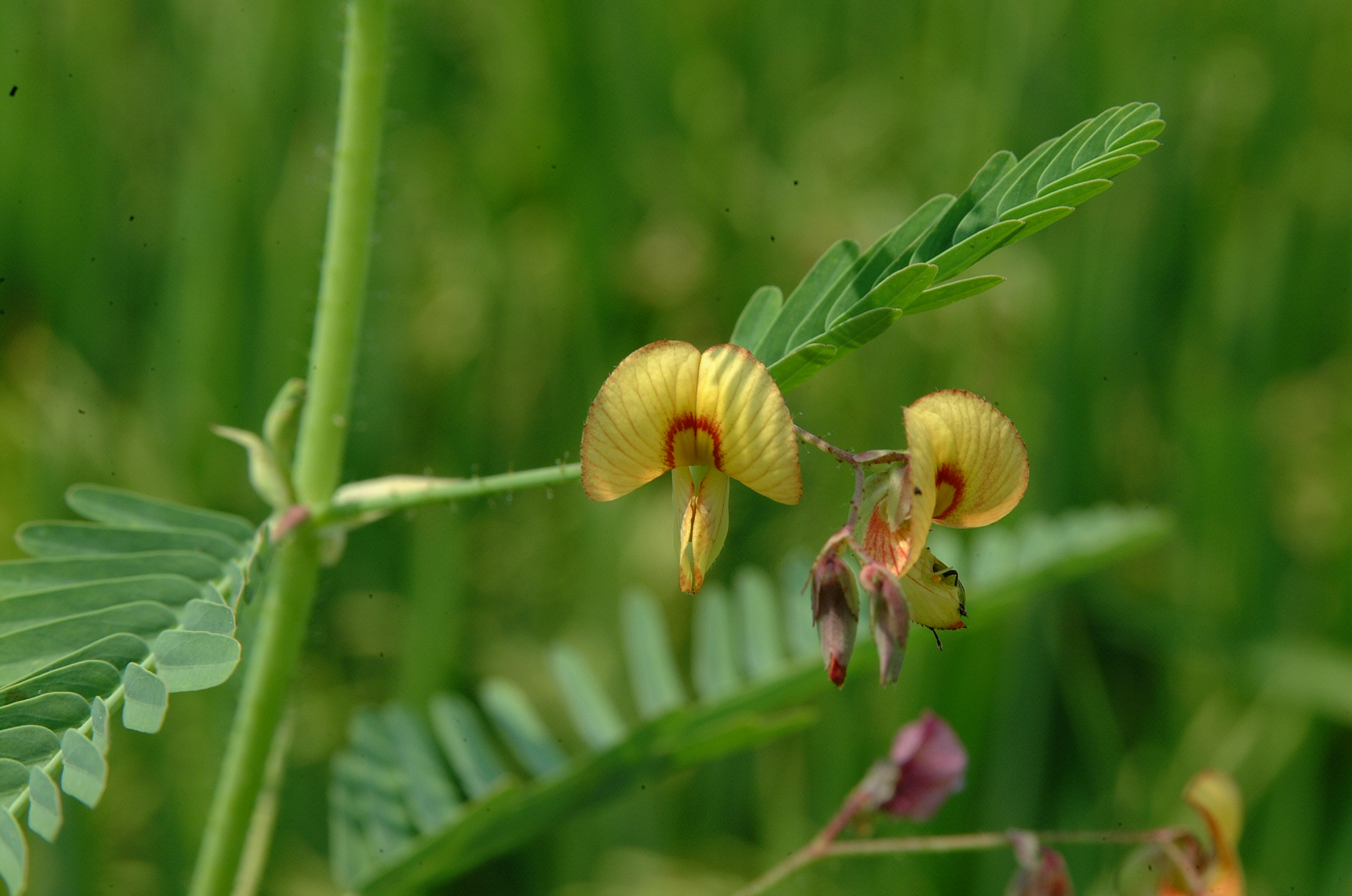 Jointvetch flower
