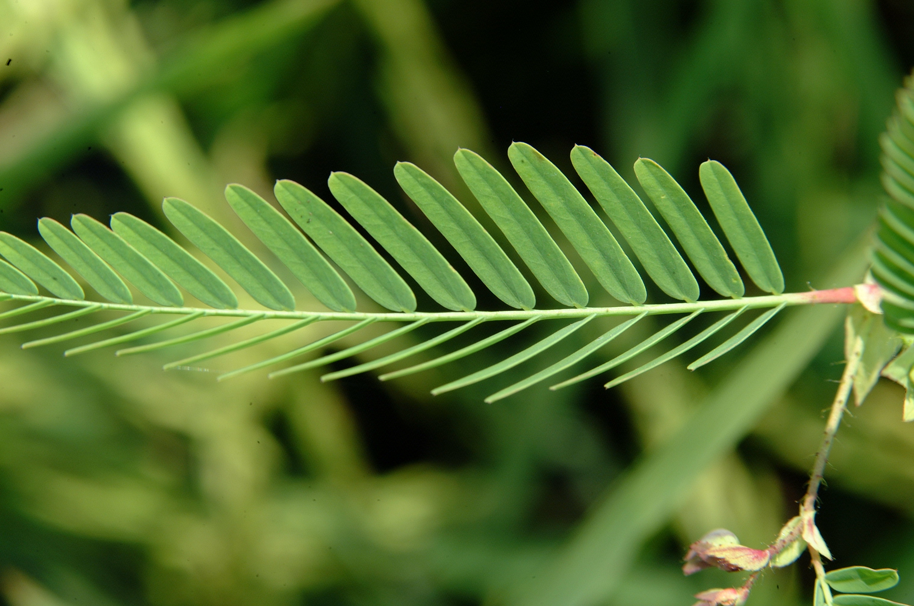 Jointvetch leaf