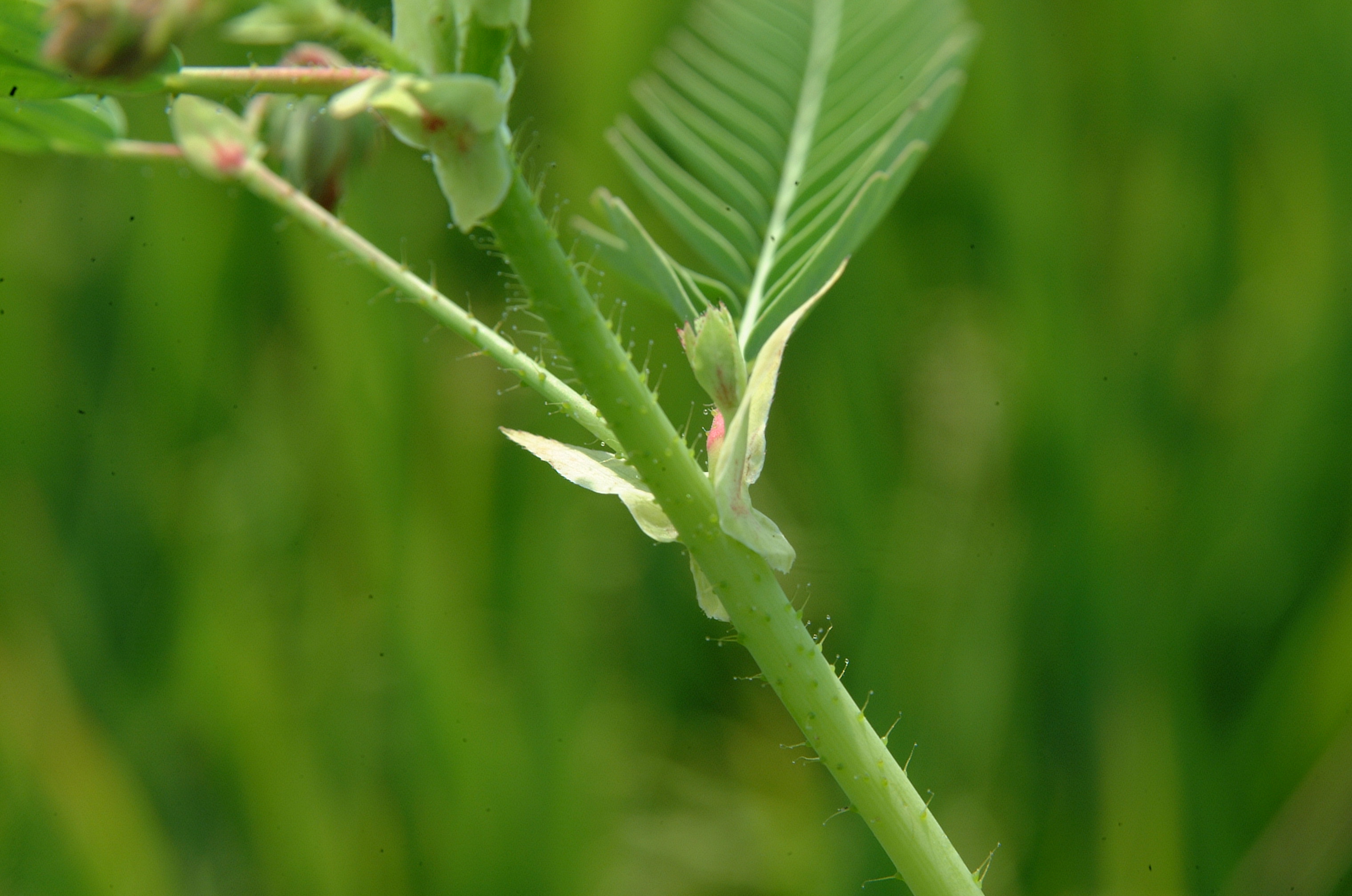 Stipules of jointvetch
