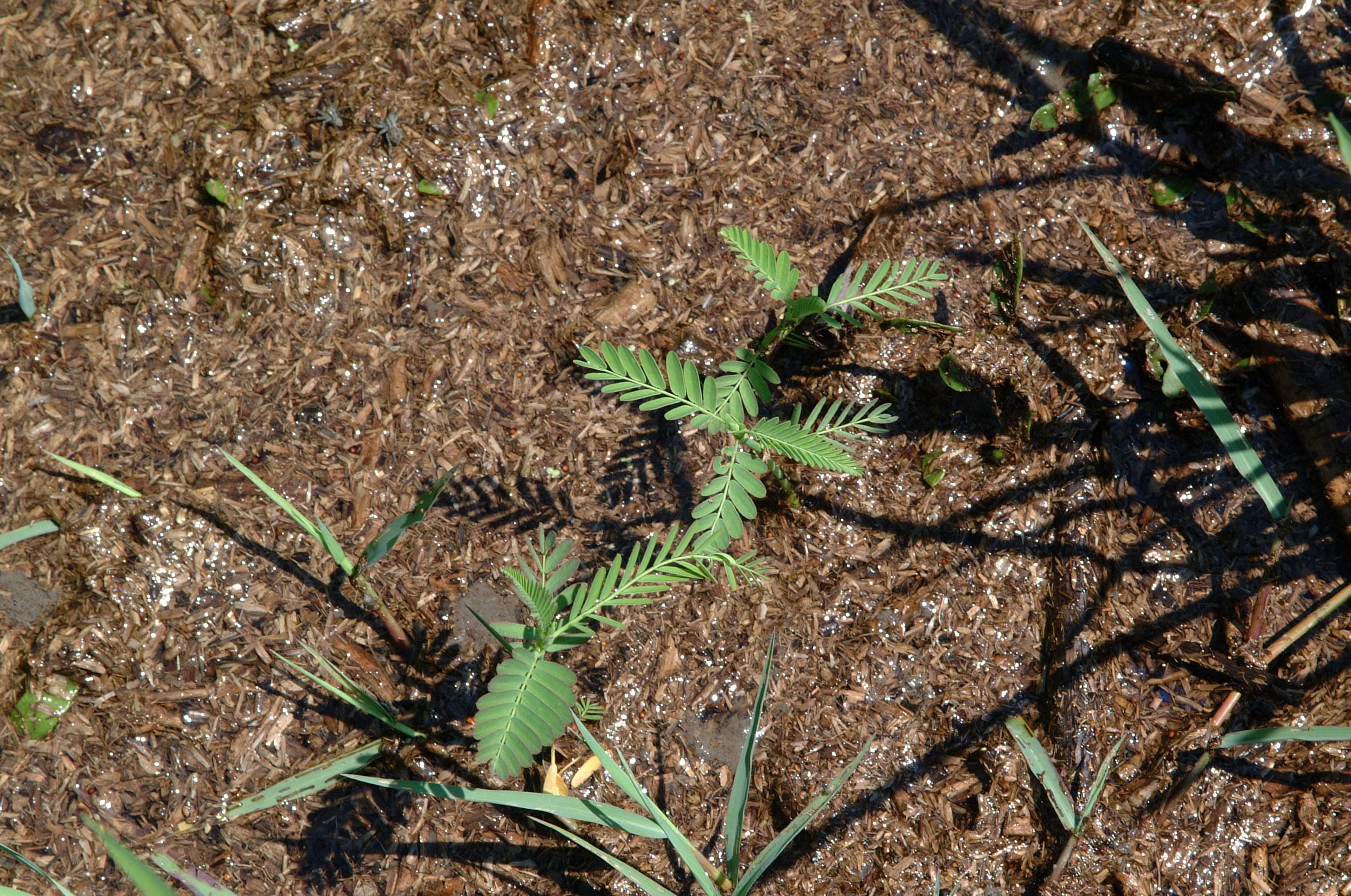 Jointvetch (Aeschynomene sp.)