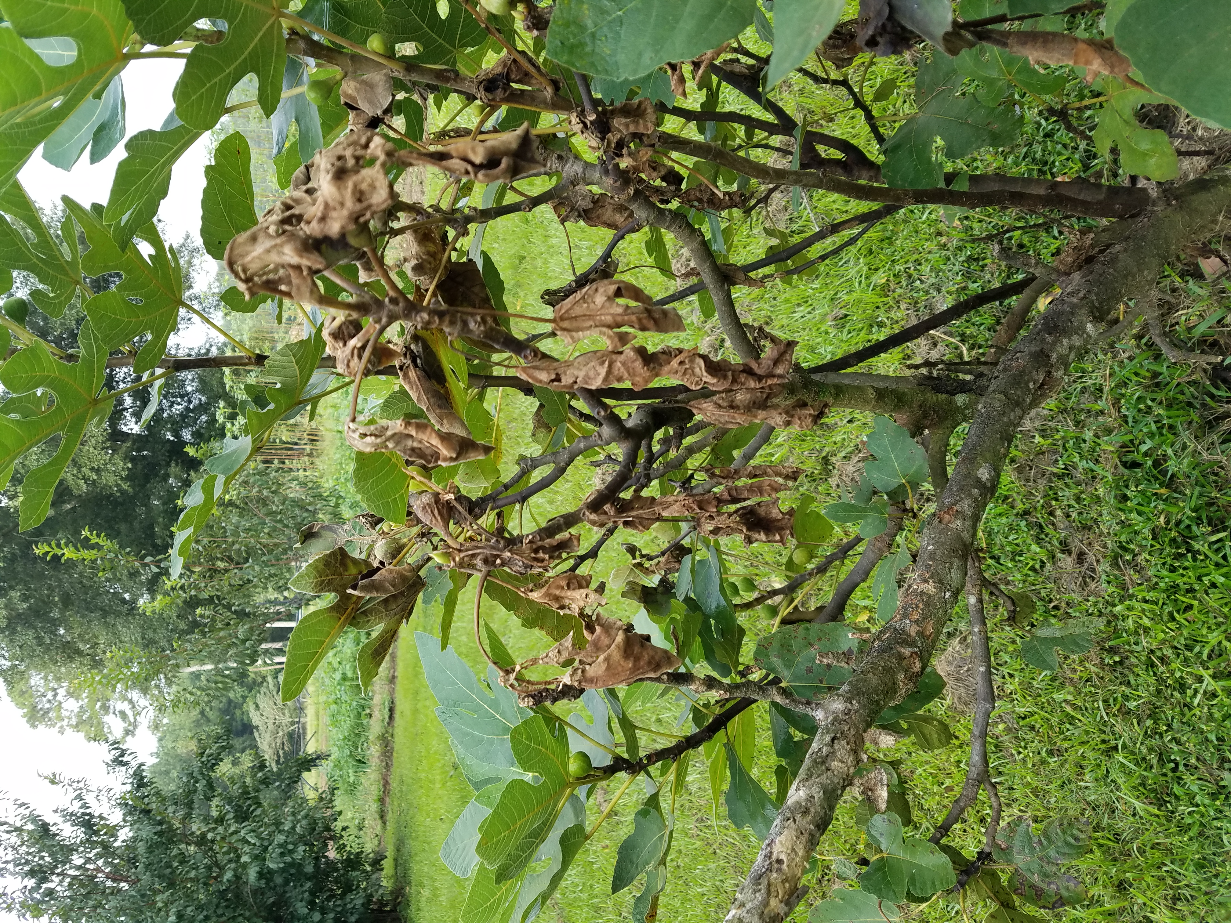 Fig tree with brown, droopy leaves.