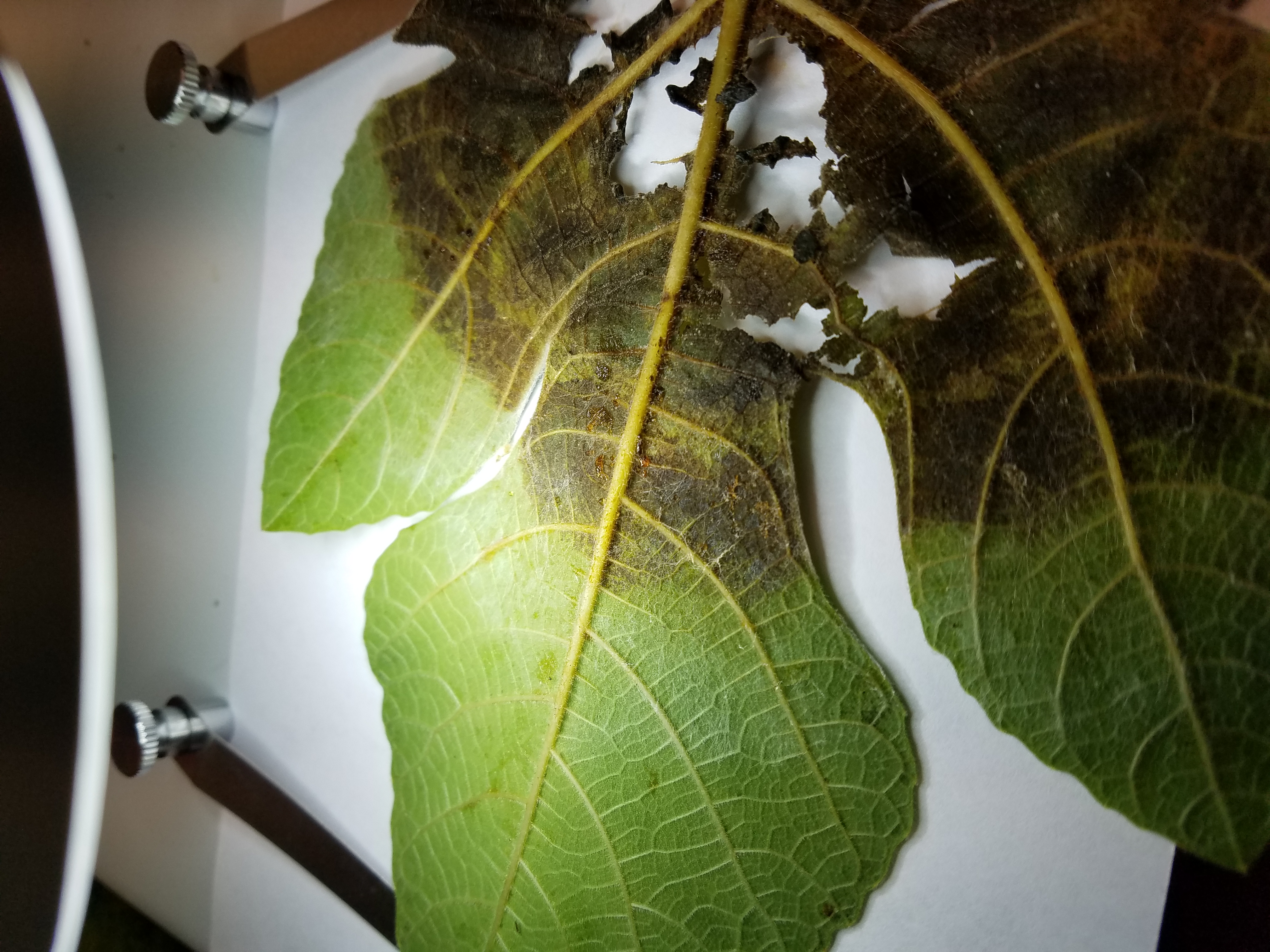 Fig leaf with brown growth on the underside.