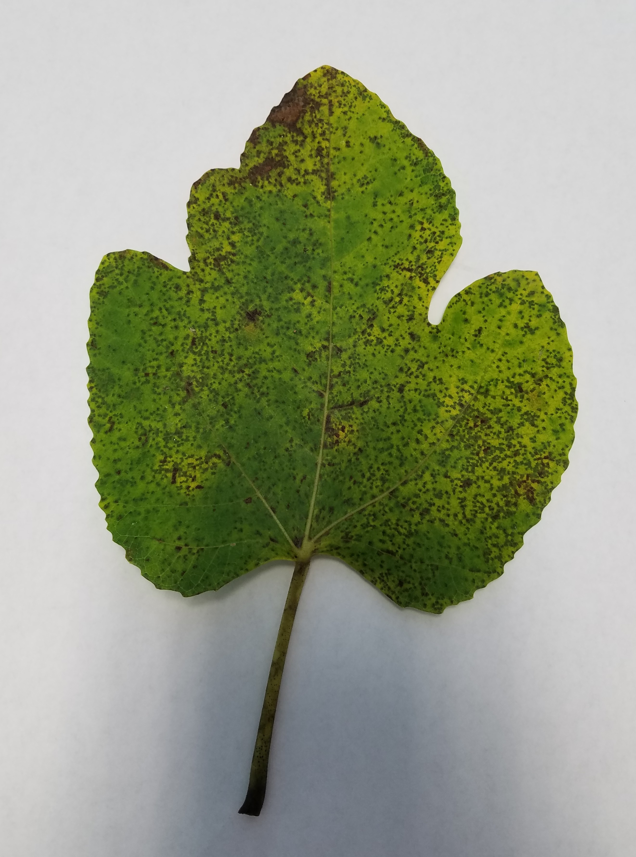 ​When Fig Leaves Look Under the Weather