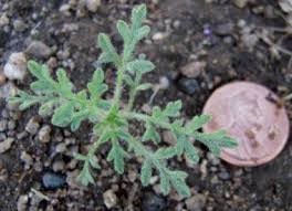 118__fig_5_ragweed_seedlingjpg
