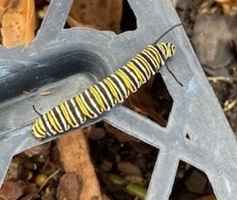 Roots, Shoots, Fruits & Flowers: Organic Burweed Control, Monarch Caterpillar & Ragweed ID & Control