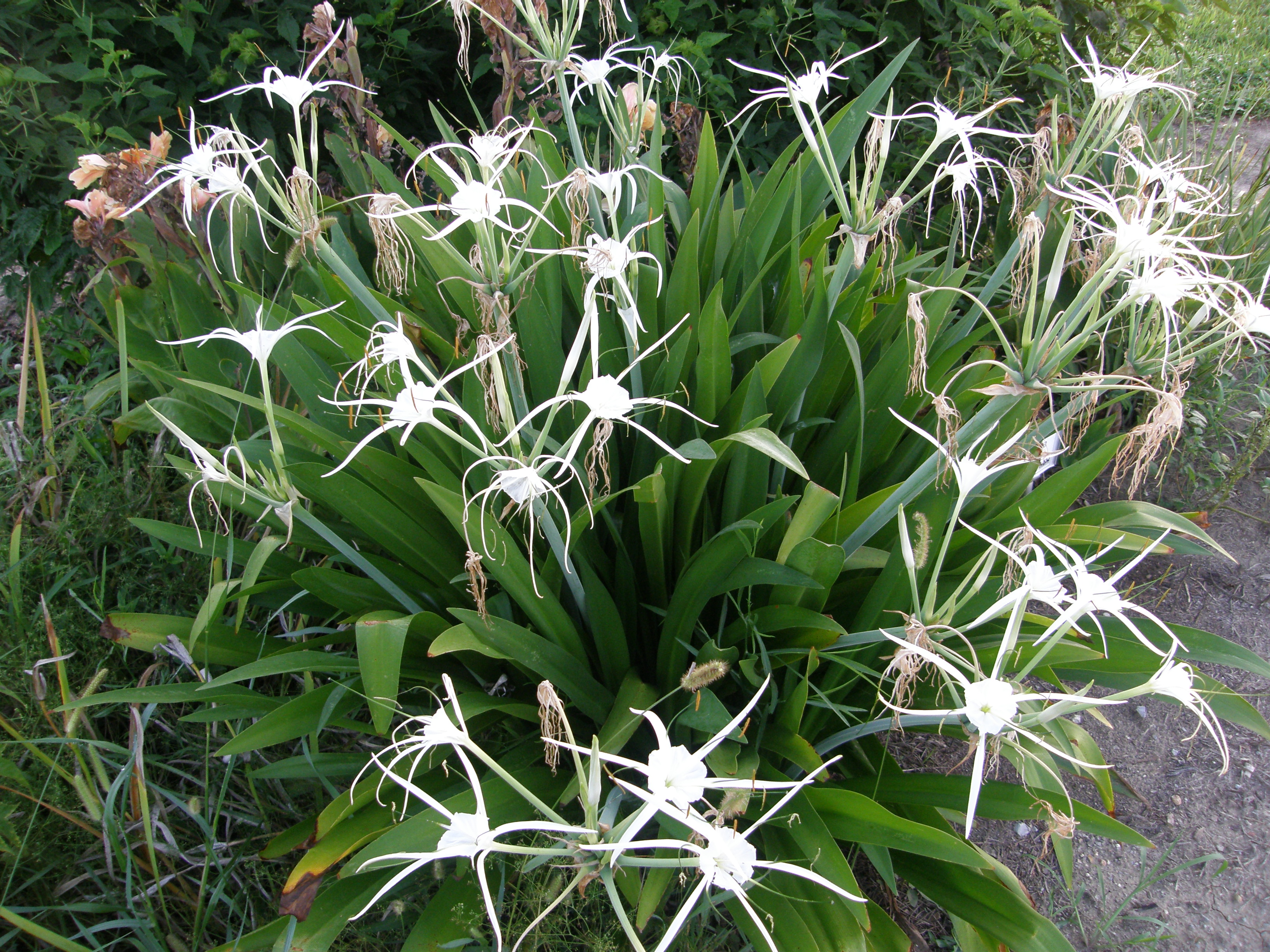 Plan Now for Spring Flowering Bulbs