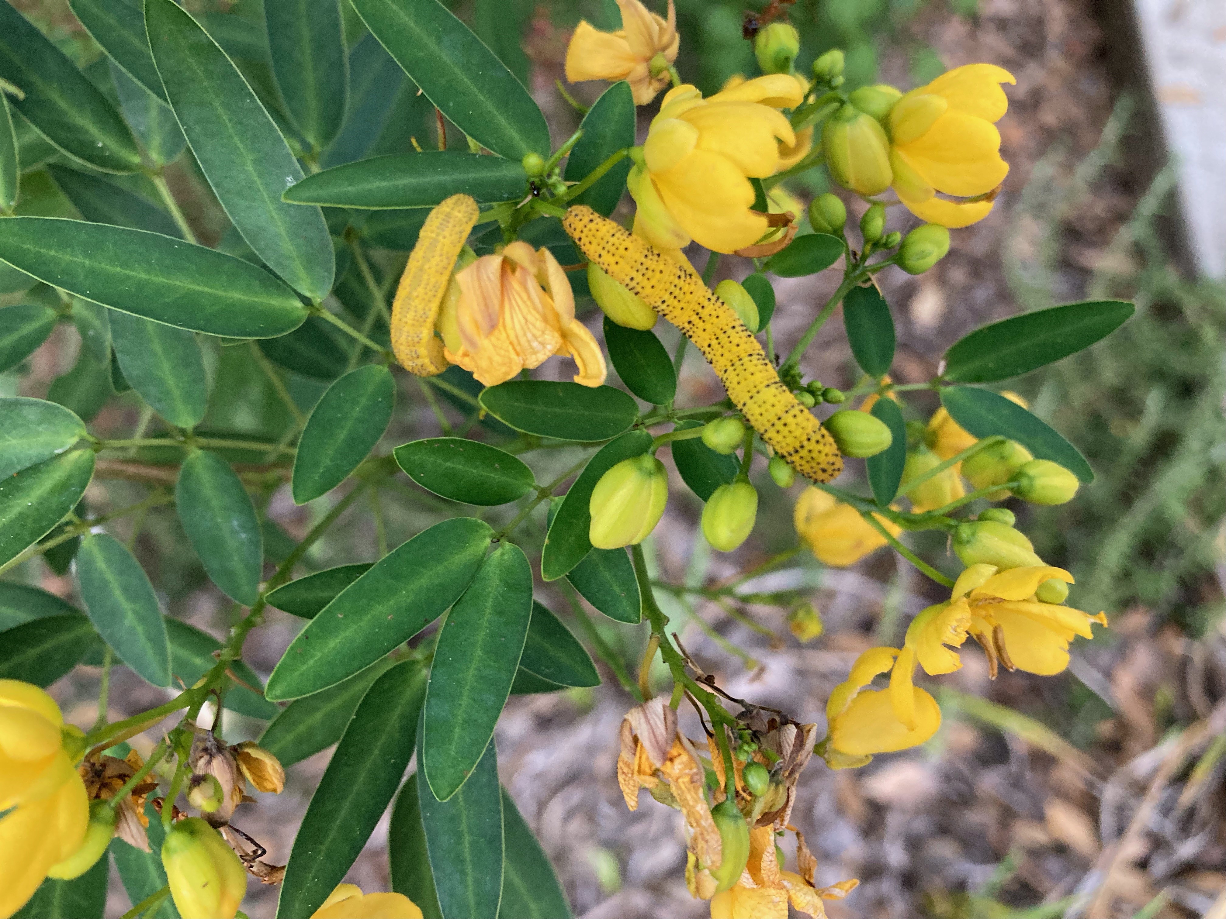 Roots, Shoots, Fruits & Flowers: Yellow Butterfly, Horsetail Scouring Rush & Fertilizer Label
