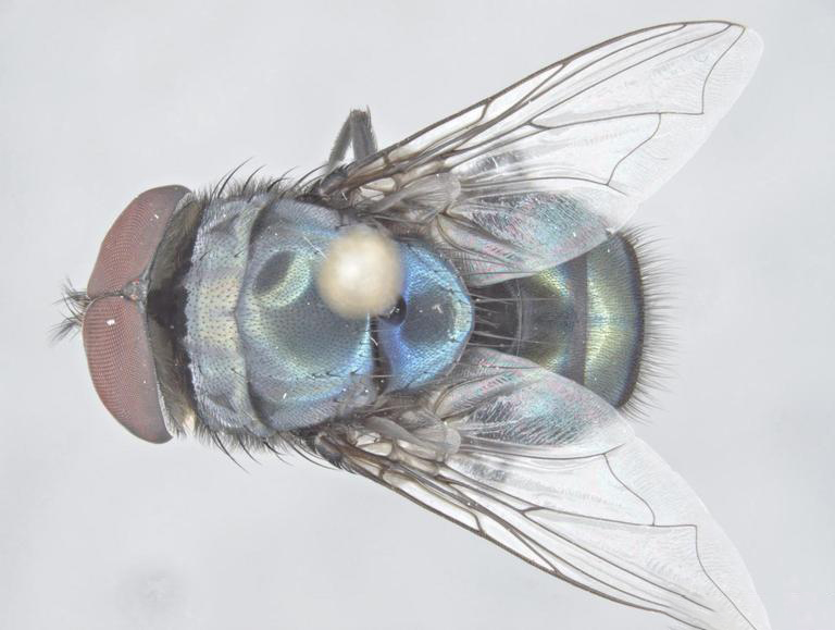 Chrysomya_megacephala.jpg thumbnail