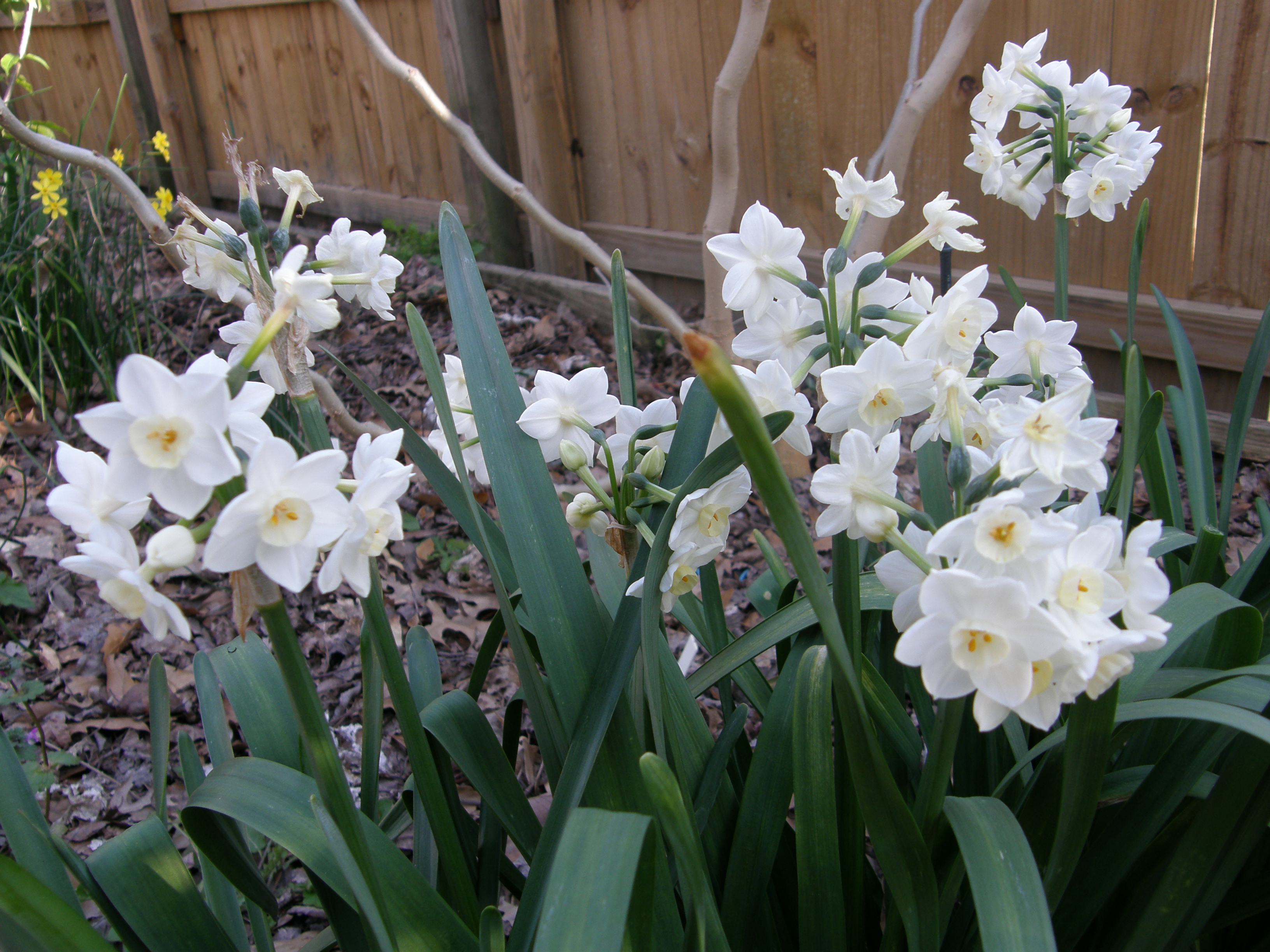 Plant Spring Flowering Bulbs During Fall