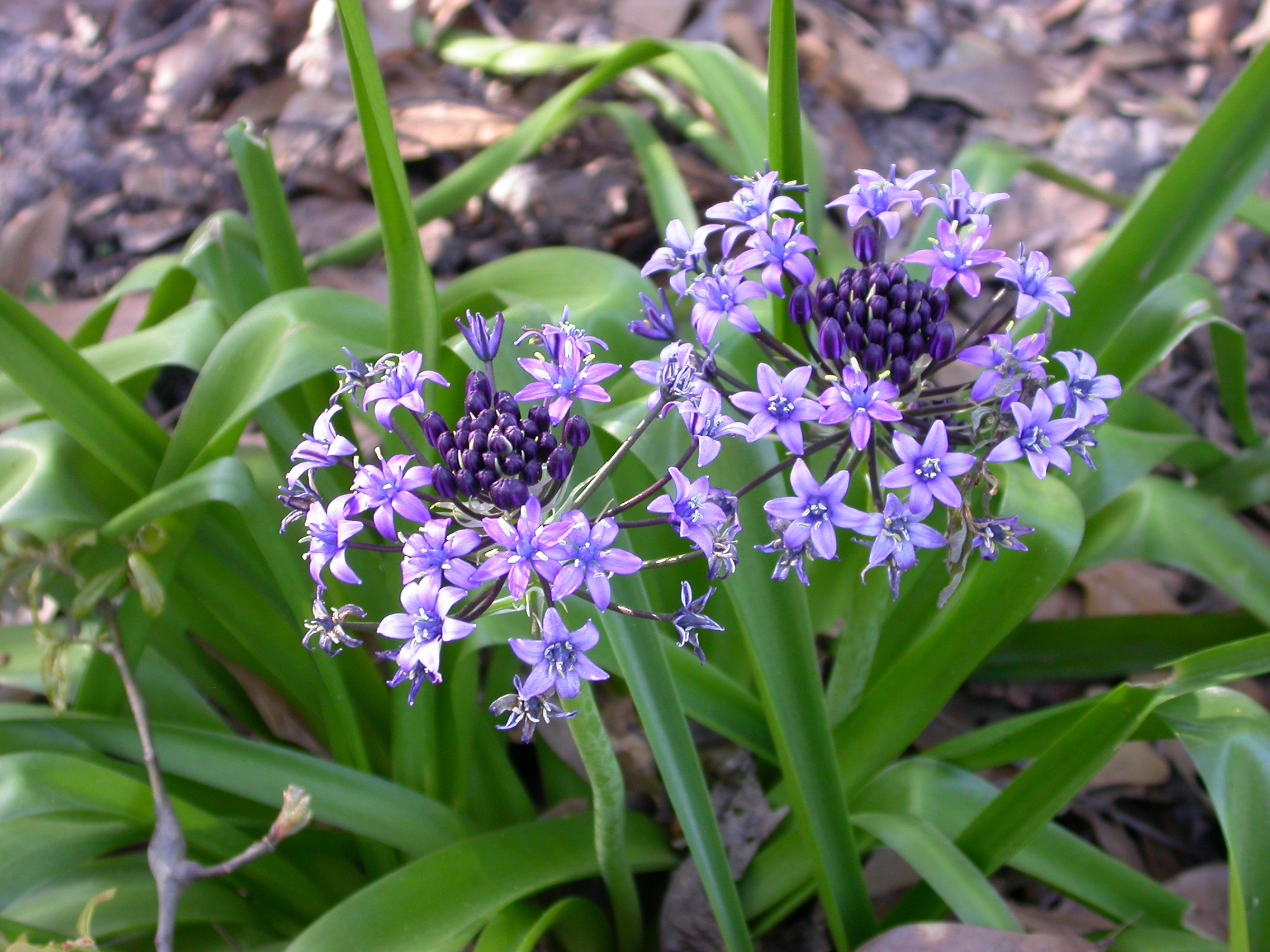 Scilla peruviana