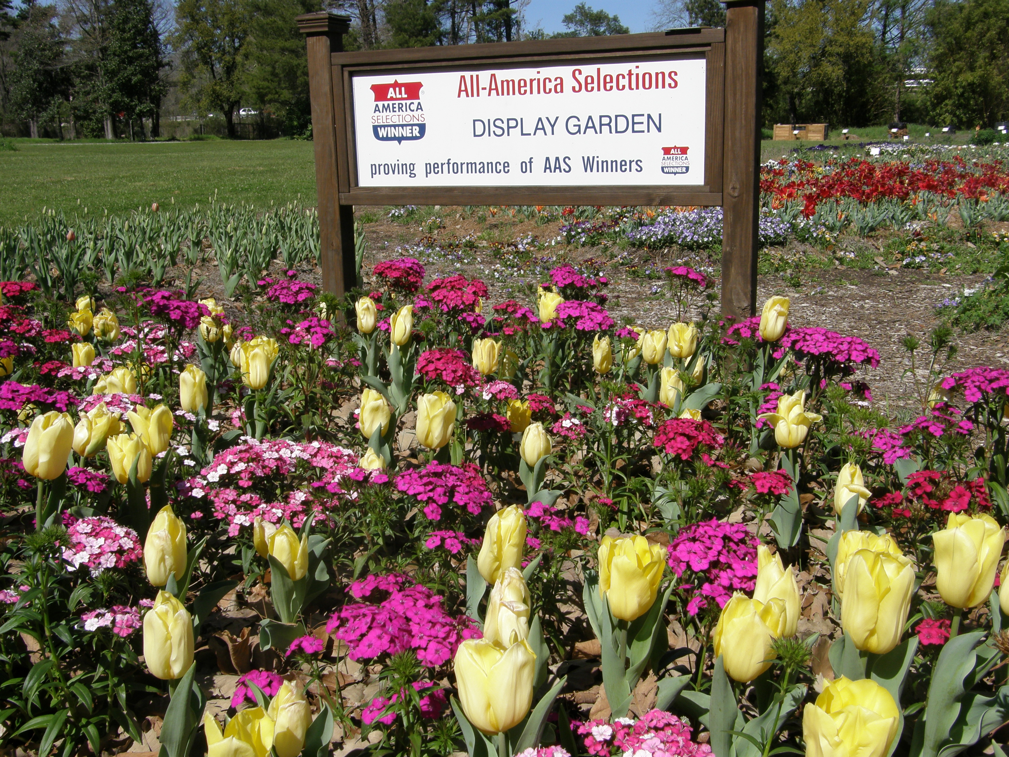 Golden Appledorn Tulip