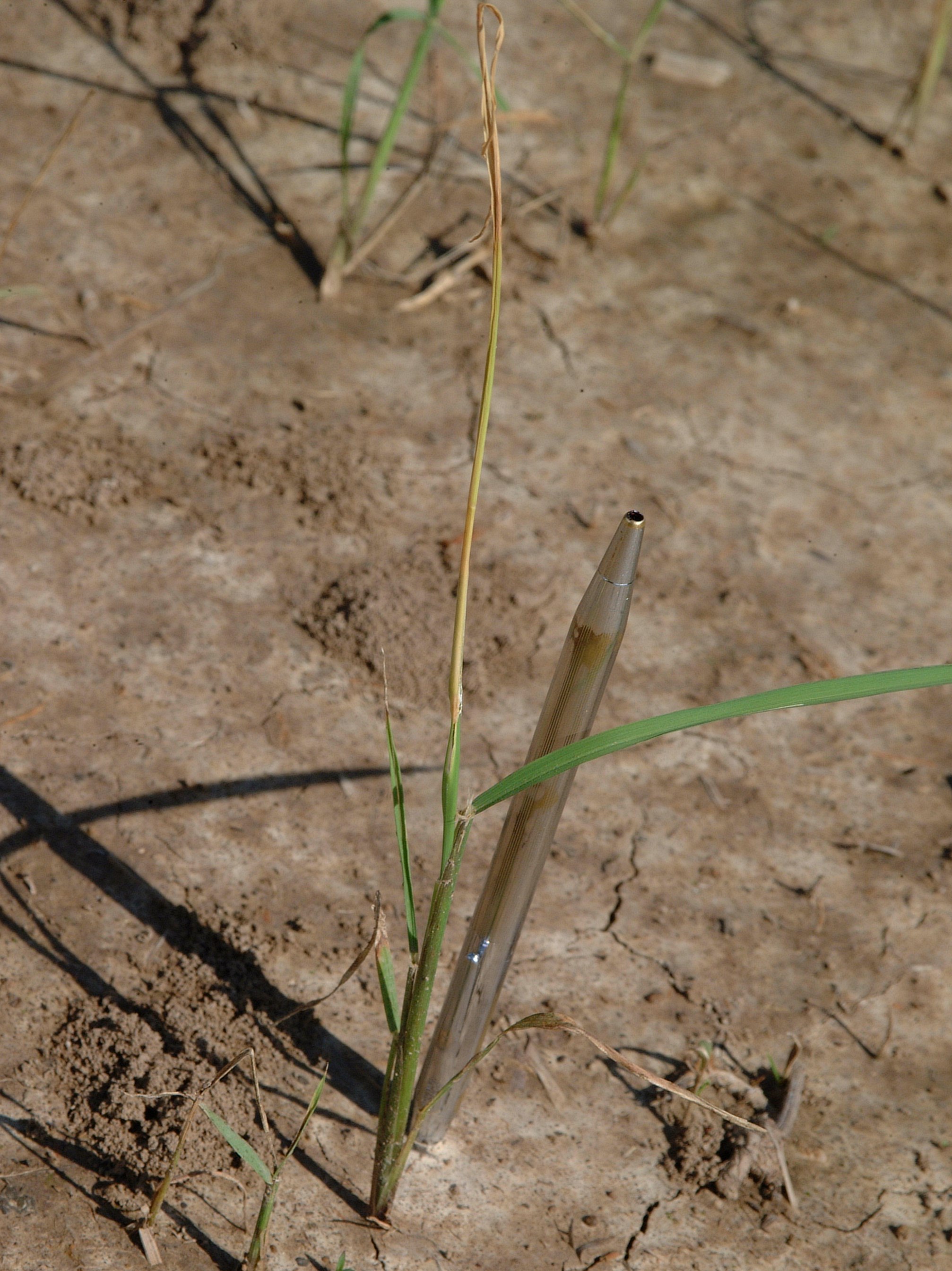 Injury of South American Rice Miner 3