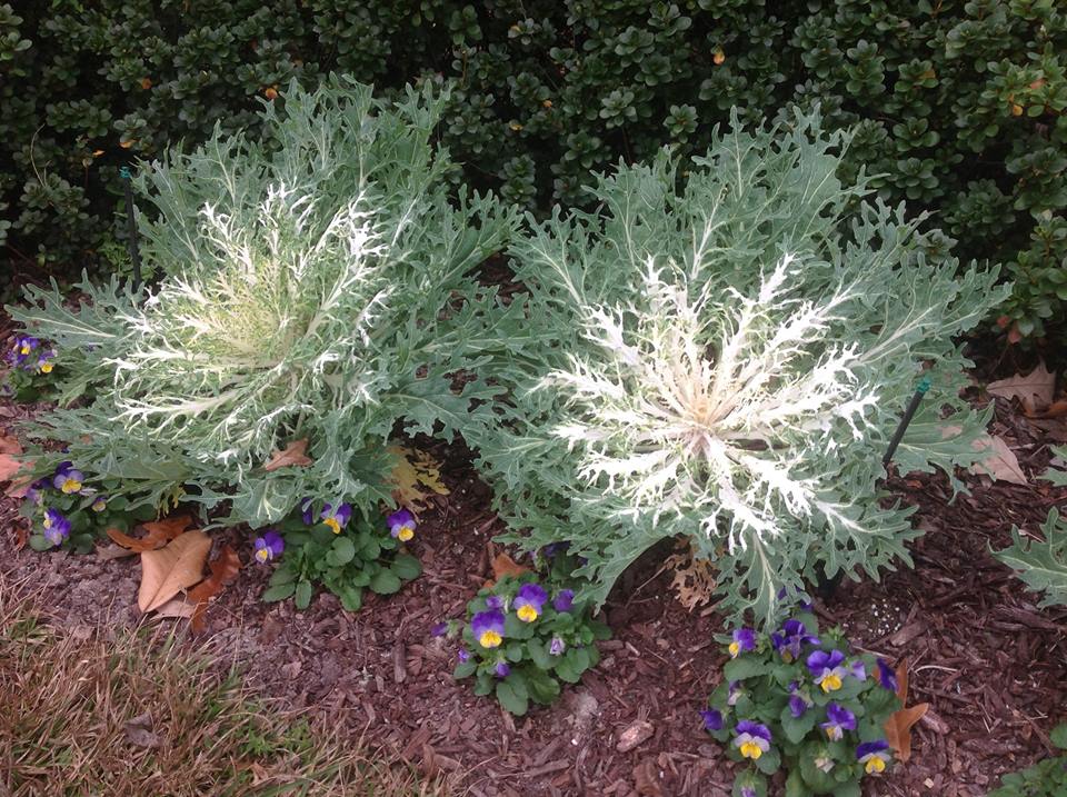 Peacock Kale – Ornamental Plant of the Week for January 5, 2015