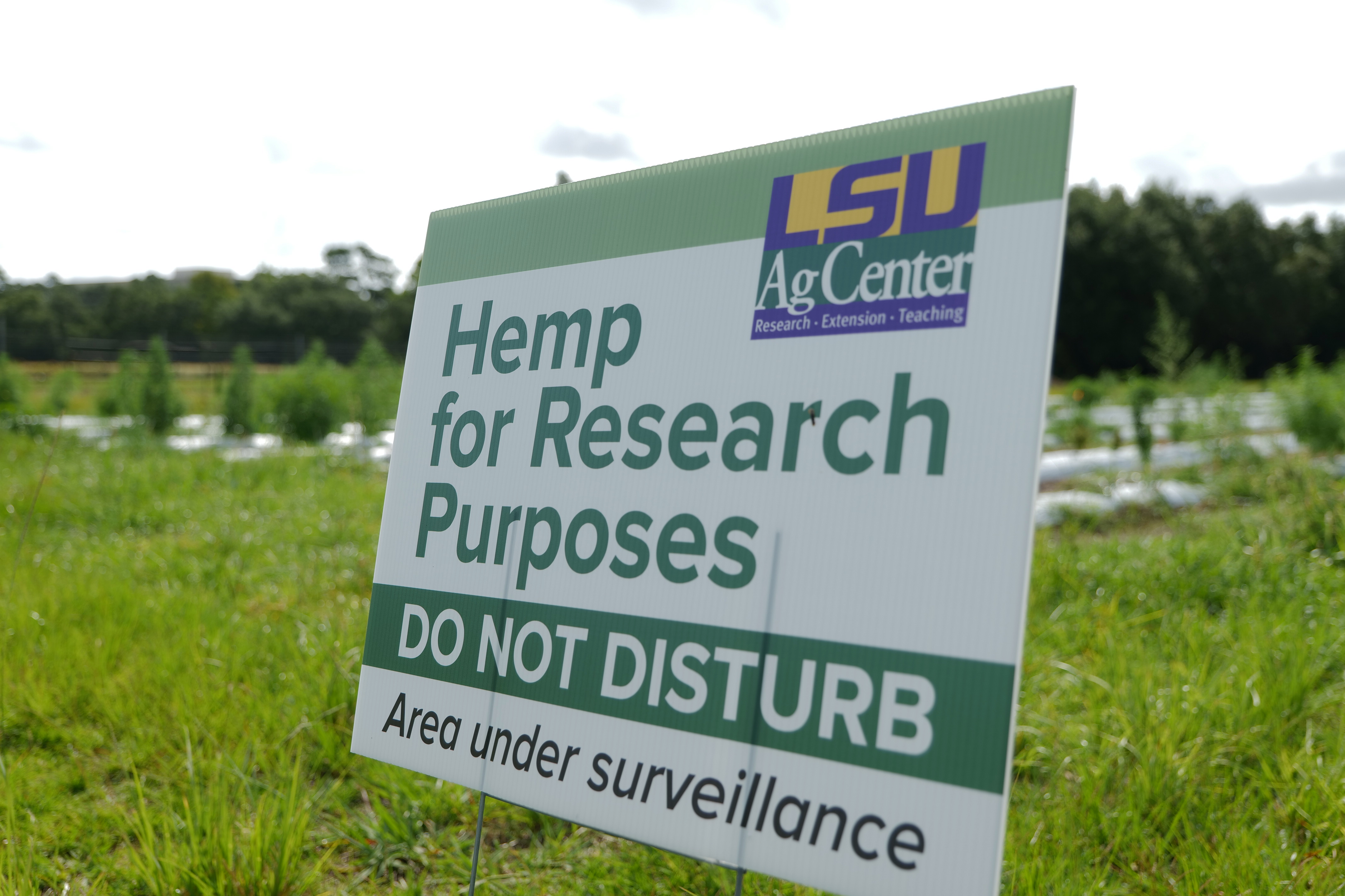 Variety Trials of Industrial Hemp Grain and Fiber Lines in Louisiana