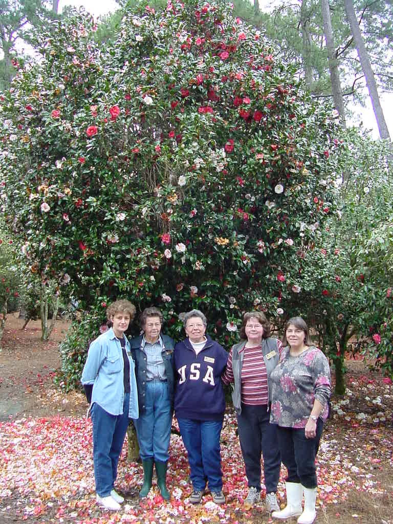 Camellia Garden at the Hammond Research Station
