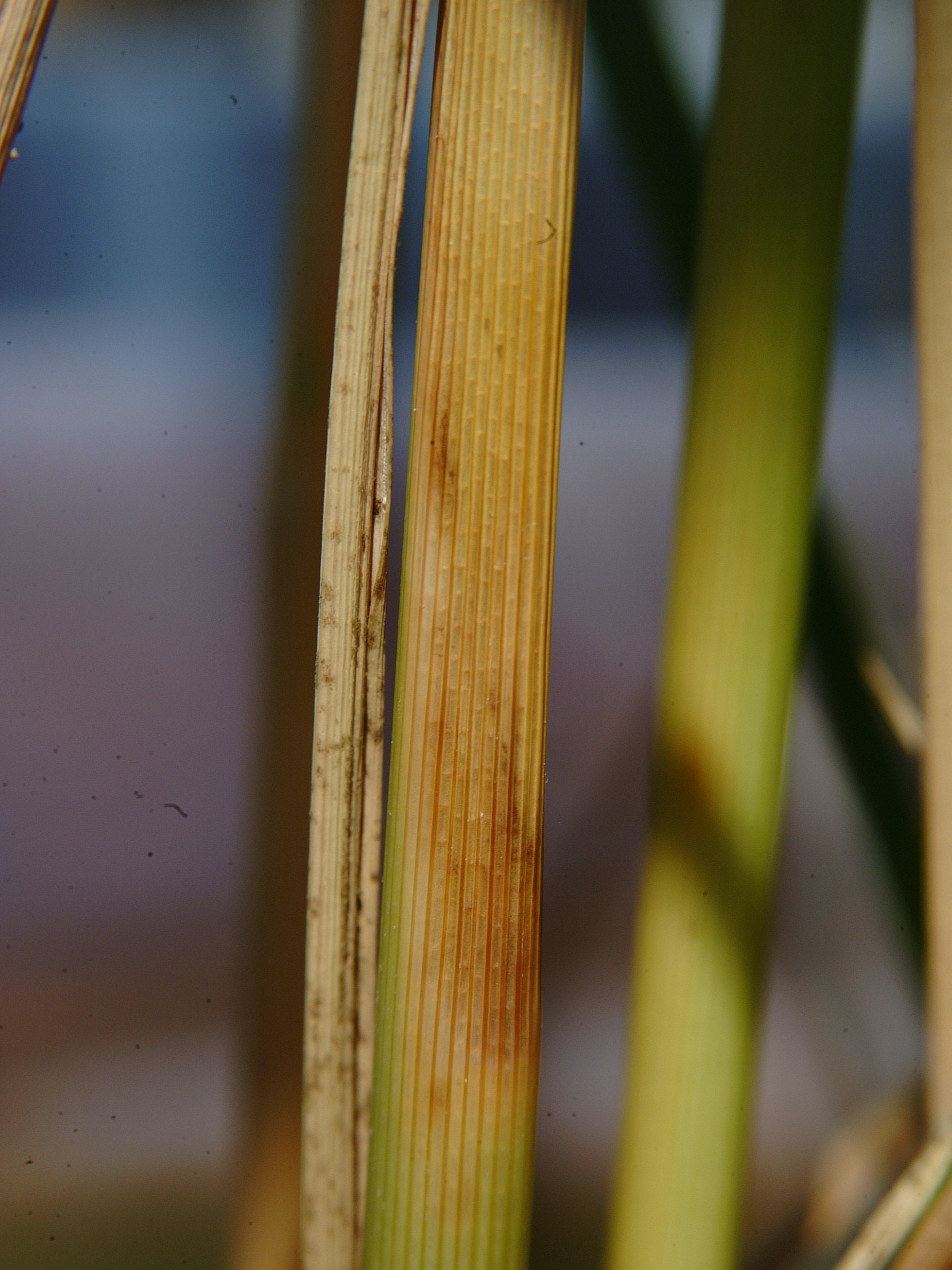 Mite Injury on Leaf Sheath 4