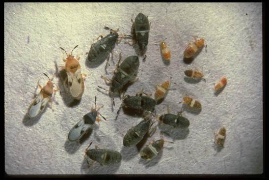 Chinch Bugs in Late Corn and Grain Sorghum