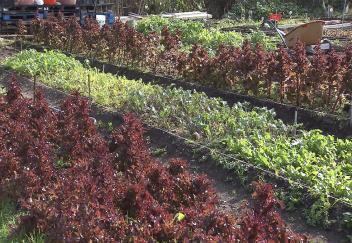 Urban farming enters Louisiana