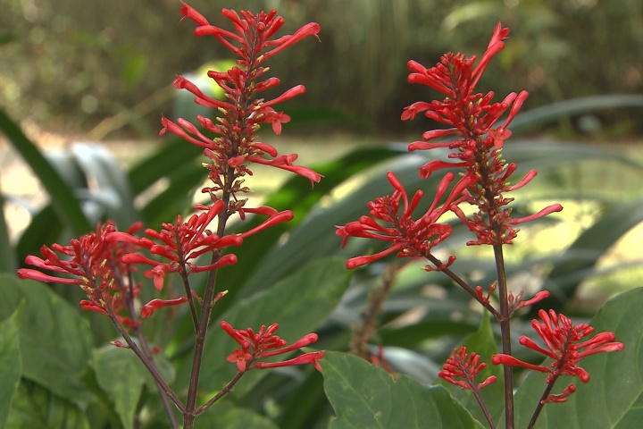 Firespike sparks the attention of hummingbirds