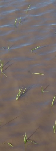 Duck Injury to Water Seeded Rice