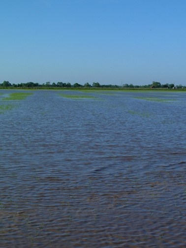 water seeded rice field showing stand loss from duck feeding 